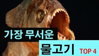 랭킹박스 세계에서 가장 무서운 물고기 TOP 4 [upl. by Airehc]