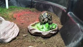 Indian Star Tortoise Dining [upl. by Ynnavoj388]