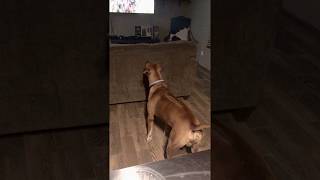 Rhodesian Ridgeback vs The Lion King [upl. by Daley]