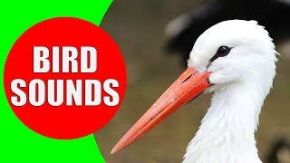 WATER BIRDS Sounds  Shore Birds Sea Birds Aquatic Birds and Waterfowls Identification Video [upl. by Sebastien]