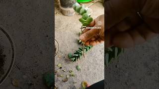 kalanchoe marnieriana terracegarde subscribe plants kalanchoemarnieriana succulents succulent [upl. by Anairam]