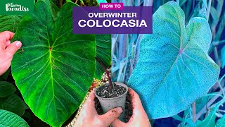 How to care for Colocasia Taro plants in winter [upl. by Lemaceon]