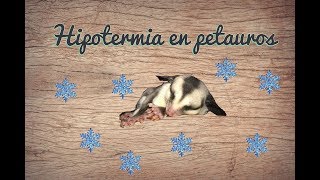 Qué hacer si mi petauro tiene hipotermia  Sugar glider [upl. by Emyle]