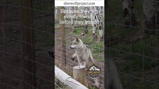 2 Dogs Dead Colorado Wolf Attack [upl. by Allehs]