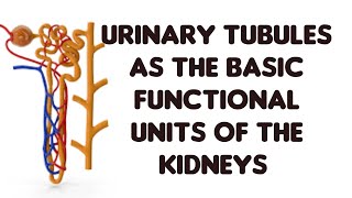 How the urinary tubules function as Excretory units [upl. by Daloris]