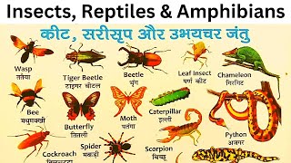 Insects reptiles amp amphibians  LKG Kids English  Learn  jayarajput [upl. by Lynnett]