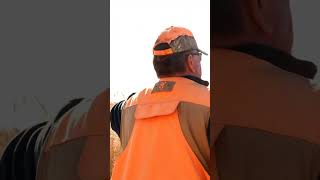 Pheasant Season in South Dakota hunting birddog birdhunting [upl. by Kimberley]