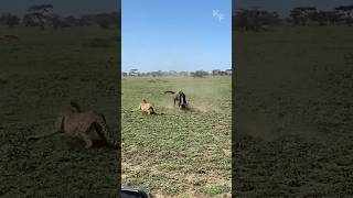 A Wildebeest Mothers Brave Defense Fending Off Predators to Protect Her Calf [upl. by Annehsat436]