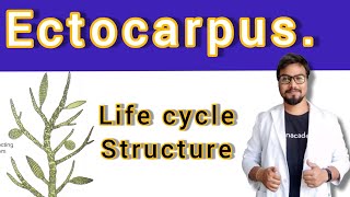 Ectocarpus  Life cycle habitat structure [upl. by On]