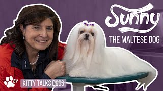 Grooming Sunny the long haired Maltese Dog  Kitty Talks Dogs  TRANSGROOM [upl. by Carolina]