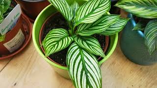 Time to repot the Calathea Parbivlogs foilageSense [upl. by Yelah554]