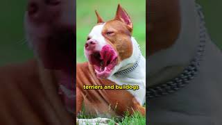 Are Bull Terriers Related to Pit Bulls dogs [upl. by Rimat131]