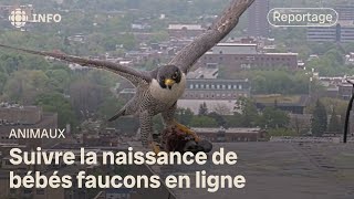 Une famille de faucons populaire à l’Université de Montréal [upl. by Cyrill]