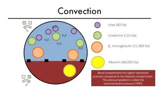 Hemodialysis Kinetics 101 04 Convection [upl. by Dorraj]