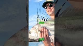 How far 200 gets you fishing in Mexico fishing bluefintuna travel [upl. by Balac]