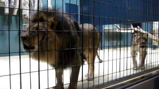 Lions Roaring at the Berlin Zoo [upl. by Dnomyad]