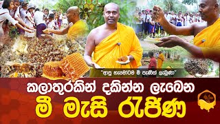 කලාතුරකින් දකින්න ලැබෙන quotමී මැසි රැජිණquot  ආපු හැමෝටම මී පැණිත් ලැබුණා umandawa [upl. by Ivor]