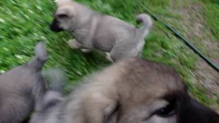 Norwegian Elkhound Puppies at 7 Weeks Playing [upl. by Sherwin]