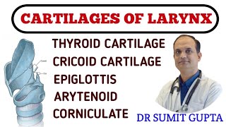 LARYNX CARTILAGES  ANATOMY  TYPES [upl. by Reagan884]