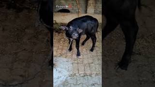 Murrah bull🐃💝 murrahbull villagelife 5starmurra dailyvlog shortsf kumawatpushkar007 [upl. by Anidal]