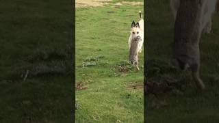 Bolting To The Dogs rabbiting ferreting hunting lurcher sukithesaluki rabbitexpress working [upl. by Sower]