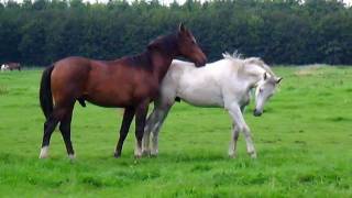 Horses in the field Stabilized [upl. by Aerda]