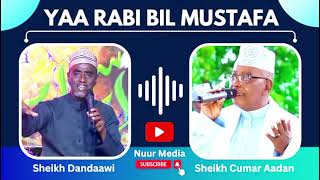 NEW OMAR ADEN 2024 DANDAWI┇YAA RABI BIL MUSTAFA┇QASAAID MAWLIDA NABI AMAAN DANDAWI 2025 CUMAR AADEN [upl. by Priebe]