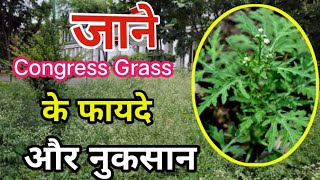 Congress grass या गाजर घास के फायदे।। organic farming [upl. by Ydnyl]