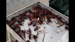 Crawfish season heating up [upl. by Finegan]