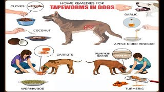 Home Remedies for Tapeworms in Dogs [upl. by Ynnelg]