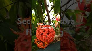 Ixora flowerliquidfertilizer [upl. by Landel]