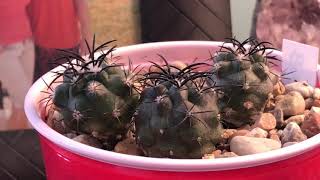 Copiapoa griseoviolacea seedlings [upl. by Naimerej]