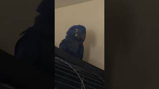 HUGE parrot Hyacinth MACAW LAUGHING and TALKING [upl. by Ettereve]