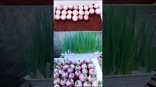 Onion leaves growing PlantingfarmingYouTube shorts [upl. by Arhez]