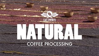 Natural Coffee Processing [upl. by Kotick]