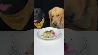 I Get To Eat First Today Labrador and Golden The Daily Life Of Two Cute Dogs [upl. by Elberfeld]