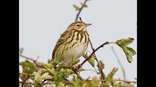 Tree Pipit Sounds [upl. by Linkoski]