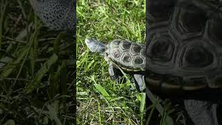 Serenely Diamond back terrapin finds peace in the grass terrapin [upl. by Loren409]