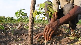 Adoption des bonnes pratiques agroforestières [upl. by Adnuhsor448]