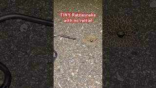 TINY baby Massasauga Rattlesnake on the road snakes venomous reptiles herping rattlesnake [upl. by Macdermot827]