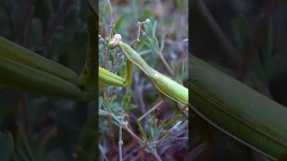 Praying Mantis Cannibalism The Mating Game 🦗 insects mantis bug wildlifewonders [upl. by Adnovay743]