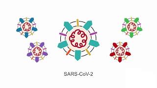 Introducing SARSCoV2 learn the basic principles behind this virus [upl. by Kcirde]