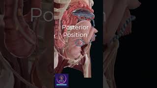 Baby Posterior Position in Mothers womb  Gynecology amp Obstetrics [upl. by Arolf]