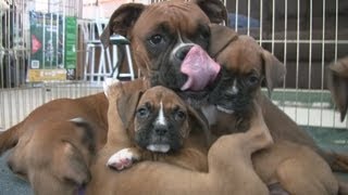 Cute 6 Week Old Boxer Puppies Playing [upl. by Nycila730]