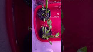 Growing aquarium plants in hydroponics setup [upl. by Silma78]