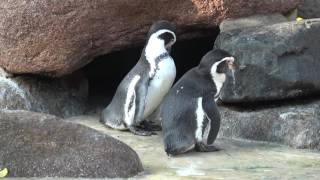 Pinguine schwimmen im Wasser [upl. by Yentroc]