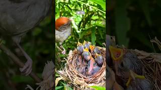 Mother bird feeding babies nature birdlife [upl. by Nae]