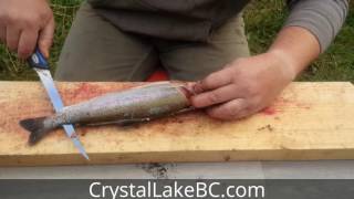 How to Fillet Rainbow Trout easy and in 30 seconds or less [upl. by Eemaj880]