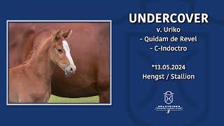 Foal AuctionFalsterbo Horse Show  Nr 09 Undercover [upl. by Weyermann]