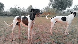 KHATHAi dog male for sale WhatsApp number in box me ha [upl. by Aylat845]